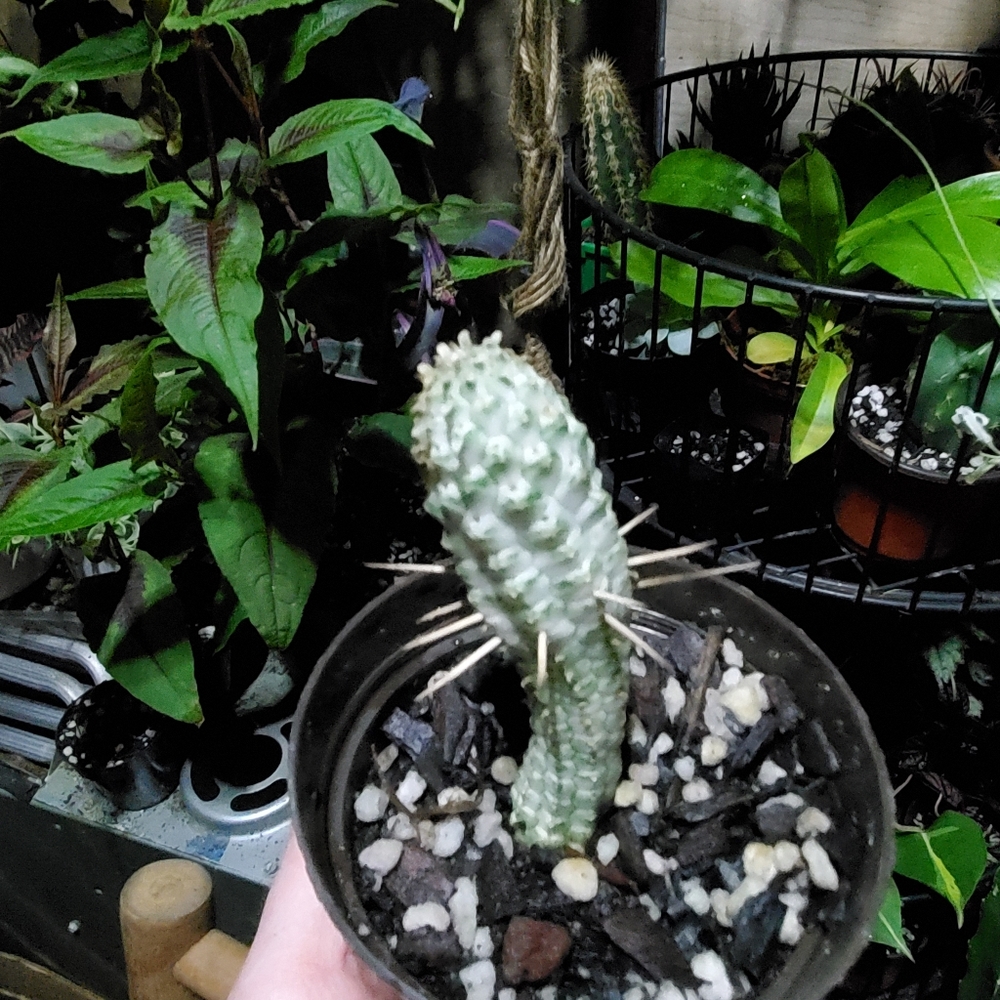 Varigated corn cob cactus
